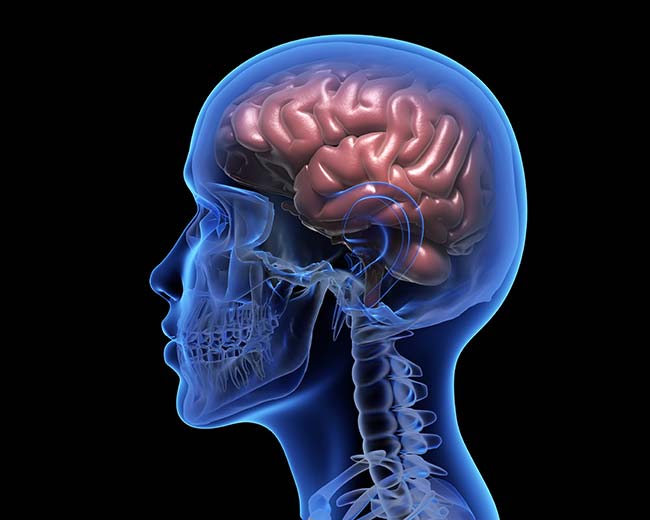 cerveau-humain Cerveau humain