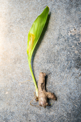 Curcuma et feuille