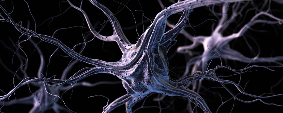 Neurones